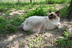 11 mesiacov2