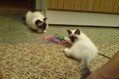Candy and Rubens after his arrival (1)