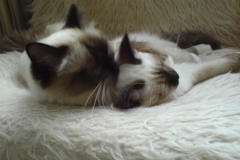 Candy and Rubens after his arrival (3)