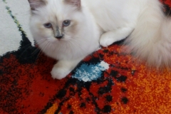 6 mesiacov
