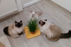 Candy, Tianka, Rubens