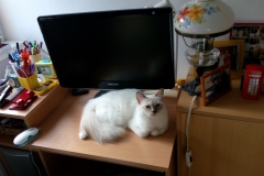 10 mesiacov